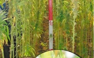 Колос конопли ОМЕГАДАР 1 на фоне поля с семенами в круглых вставках