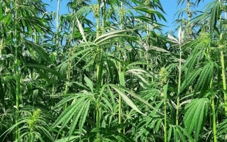 Поле конопли Родник на фоне голубого неба