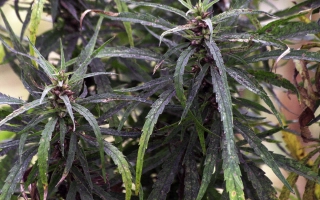 ЮСО о/д 31 / ЮСО 31