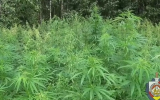 Поле конопли Южанка на фоне леса