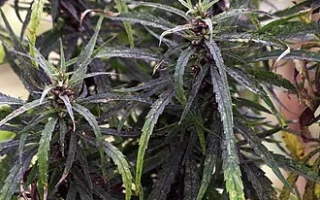 Растение конопля ЗОЛОТОНОШСКАЯ ЮСО 11