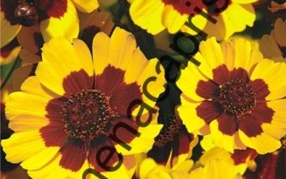 Летний Ветерок