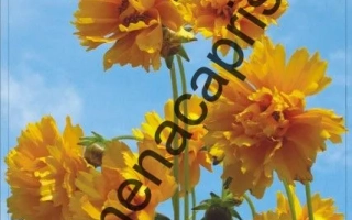 Золотистый Шлейф