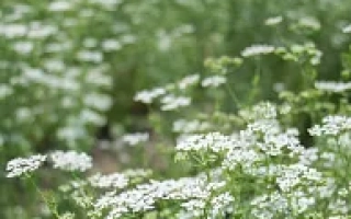 АЛЕКСЕЕВСКИЙ 413