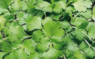 КИН-ДЗА-ДЗА