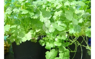 Растение кориандр в горшке - Марино