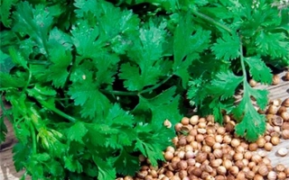 Тётушка Марико