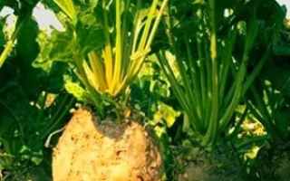 Эккендорфская Желтая