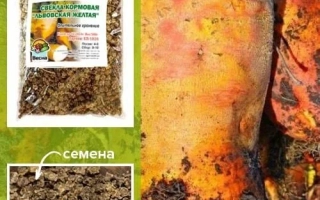 Львовская желтая