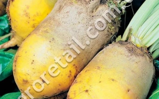 Панфильская односемянний