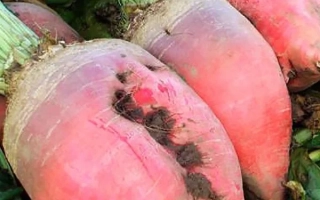 Полусахарная Розовая