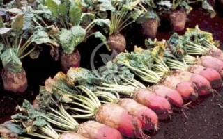 Рекорд Поли