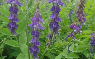 Заполярный