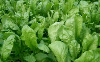 Зеленые листья кресса-салата на грядке - Дукат