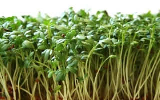 Кресс в стадии прорастания - Флагман