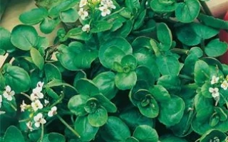 Пакет семян кресса водного от бренда ГЖЕЛЬСКИЙ СЕМКО