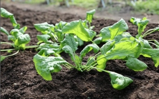 Рассада кресс-салата на грядке - КАРФУР