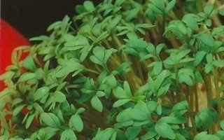 Пакет семян кресс-салата КУРЛЕД