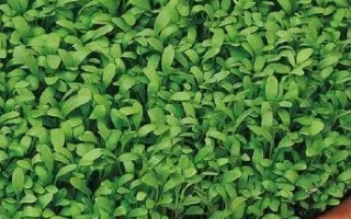 Пакет семян кресс-салата Пикант