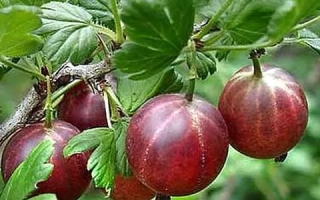 Аристократ