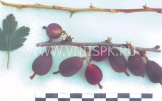 Черный Черкашина