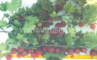 Крижовник на гілці з ягодами - Цукерковий