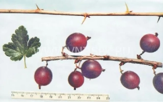 Крижовник на гілці з листом та лінійкою - Краснославянський