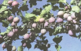 Крижовник Червоний великий на гілці