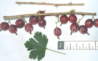 Крижовник на гілці з листком та лінійкою - Маяк