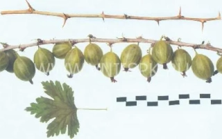 Гілка смородини Кубанець з ягодами та листом