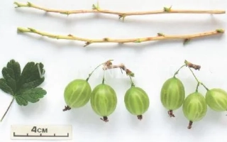 Крижовник Улюбленець — ягоди, листи та гілки з міткою 2 см