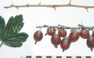 Гілка смородини з ягодами та листком - Машека