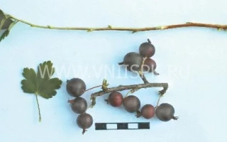 Чорноплідна калина на гілці з листям - Мисовський 37