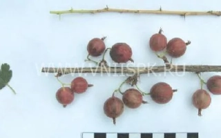 Крижовник на гілці з листком та лінійкою для вимірювання - Надійний