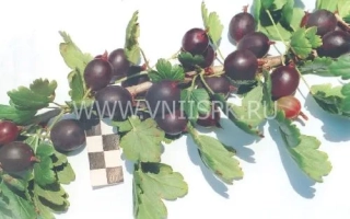 Гілка смородини з ягодами та листям на білому фоні - Некрасовський