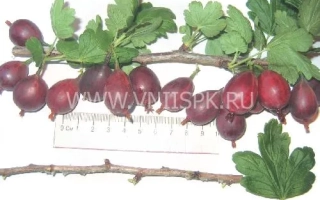 Гілка смородини з ягодами та листом - Серенада