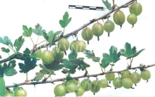 Гілка смородини з зеленими ягодами - Суничний