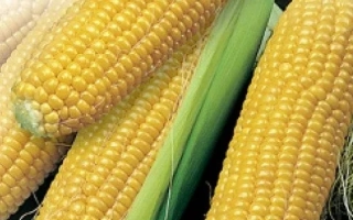 Адонис 180 СВ