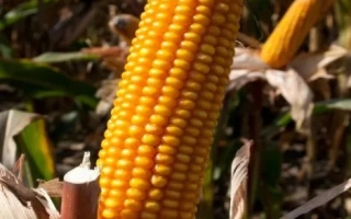 Золотой початок кукурузы на фоне листьев - Агральп 260