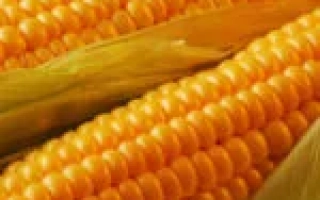 Fresh Almera corn on background