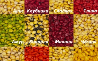 Seed grid with label Amur among other varieties - AMURSKY 2