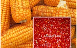 Анатолиевський 246 МВ