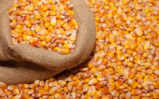 Brown sack filled with yellow corn kernels against a background of scattered corn - Armada