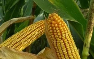 ЯРОВЕЦ 243 МВ