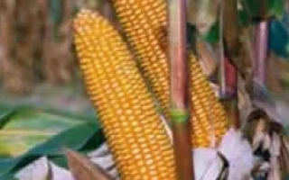 Золотистые початки кукурузы на стебле в поле - Астери КС