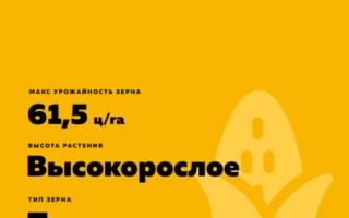 Пакет насіння кукурудзи Б'яріс - Б’ЯРИС