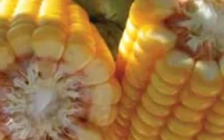 Свежая кукуруза с зернами, показывающими структуру ядра - БАНГИЙ