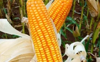 Барвинок МВ