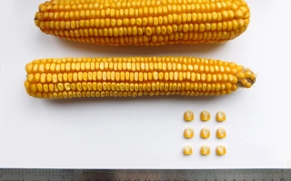 Two ears of corn and several kernels on a white background - BELKORN 250 MV