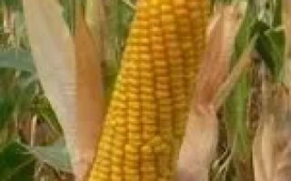 БЕЛКОС 250 МВ